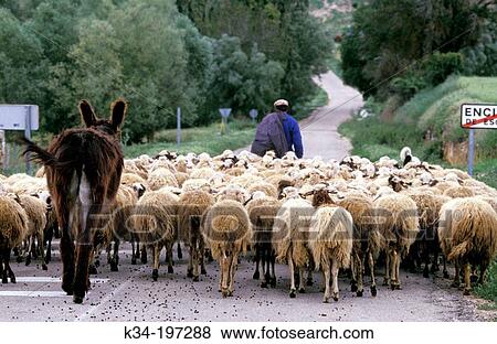 Stock Photo - Shepherd, sheep and mule. Encinas de Esgueva, Ribera del Duero wine-making region. Castile-Leon. Spain. Fotosearch