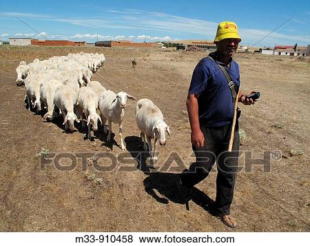 Shepherd with flock of sheeps. Zamora province, Castilla-Leon, Spain View Large Photo Image Stock Photo - Shepherd with flock of sheeps. Zamora province, Castilla-Leon, Spain. Fotosearch
