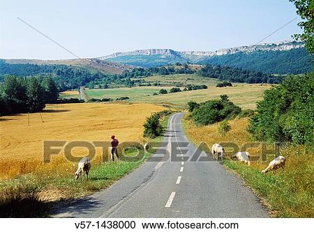 Shepherd with sheeps. Valderejo Nature Reserve, Alava province, Basque Country, Spain. View Large Photo Image Stock Image - Shepherd with sheeps. Valderejo Nature Reserve, Alava province, Basque Country, Spain.. Fotosearch