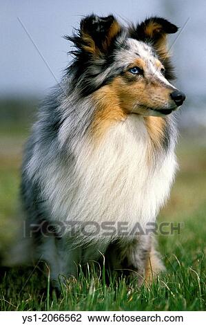 Stock Image - Shetland Sheepdog, Adult sitting on Lawn.. Fotosearch
