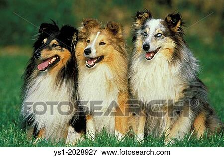 Stock Photo - Shetland Sheepdog, Adults sitting on Lawn.. Fotosearch