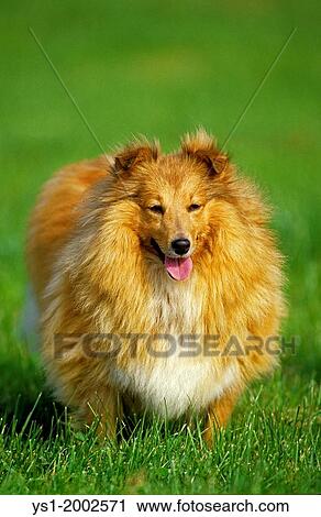 Shetland Sheepdog, Dog standing on Grass. View Large Photo Image Stock Image - Shetland Sheepdog, Dog standing on Grass.. Fotosearch