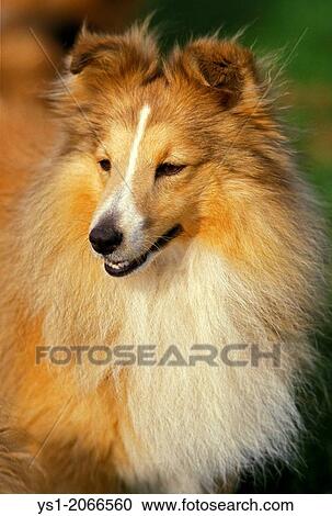 Shetland Sheepdog, Portrait of Adult. View Large Photo Image Stock Image - Shetland Sheepdog, Portrait of Adult.. Fotosearch