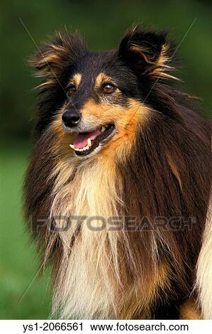Shetland Sheepdog, Portrait of Adult. View Large Photo Image Stock Image - Shetland Sheepdog, Portrait of Adult.. Fotosearch