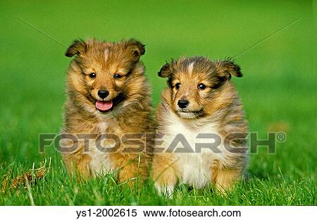 Shetland Sheepdog, Pup sitting on Grass. View Large Photo Image Stock Photography - Shetland Sheepdog, Pup sitting on Grass.. Fotosearch