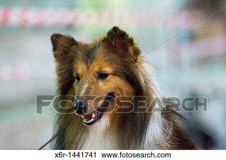 Shetland Sheepdog View Large Photo Image Stock Image - Shetland Sheepdog. Fotosearch