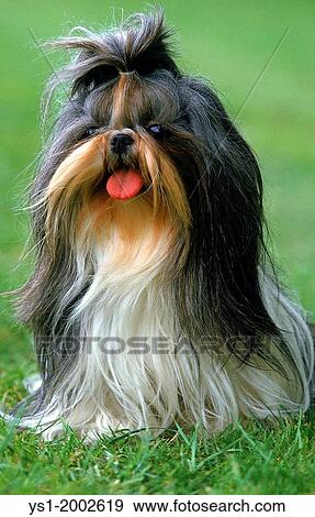 Shi Tzu Dog sitting on Grass. View Large Photo Image Stock Photo - Shi Tzu Dog sitting on Grass.. Fotosearch