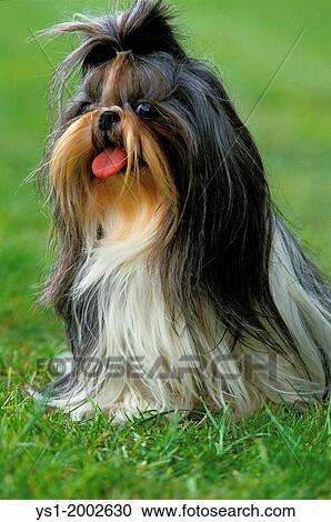 Shi Tzu Dog sitting on Grass with Tongue out. View Large Photo Image Stock Image - Shi Tzu Dog sitting on Grass with Tongue out.. Fotosearch