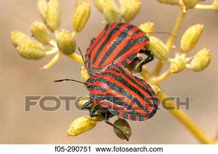 Shield Bug (Graphosoma lineatum) View Large Photo Image Stock Image - Shield Bug (Graphosoma lineatum). Fotosearch