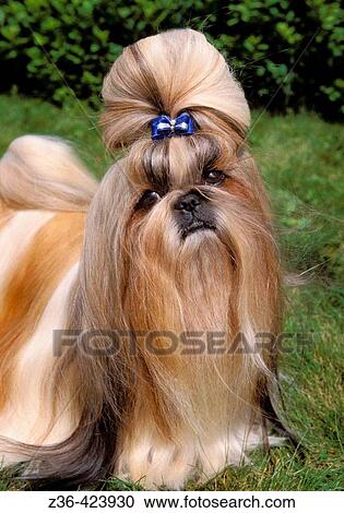 Stock Image - Shih Tsu dog standing on grass. Fotosearch