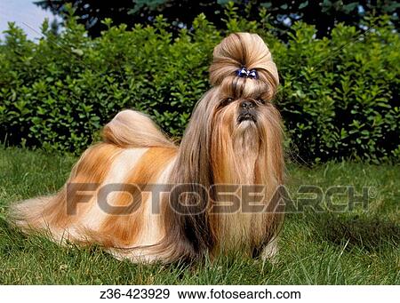 Shih Tsu dog View Large Photo Image Stock Photo - Shih Tsu dog. Fotosearch