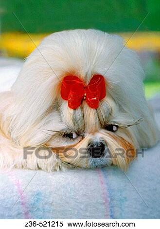 Stock Photography - Shih Tsu dog with red ribbon portrait. Fotosearch