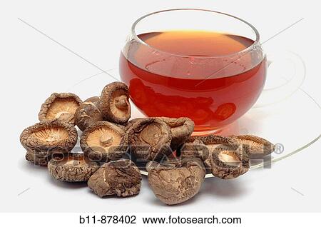 Shiitake, Lentinula edodes, is an edible mushroom native to Asia, used as food and medicinal plant, Shiitaketea View Large Photo Image Stock Image - Shiitake, Lentinula edodes, is an edible mushroom native to Asia, used as food and medicinal plant, Shiitaketea. Fotosearch