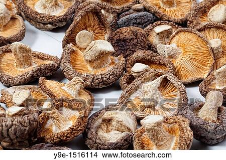 Shiitake mushrooms Lentinula edodes, spice and medicinal mushroom View Large Photo Image Picture - Shiitake mushrooms Lentinula edodes, spice and medicinal mushroom. Fotosearch