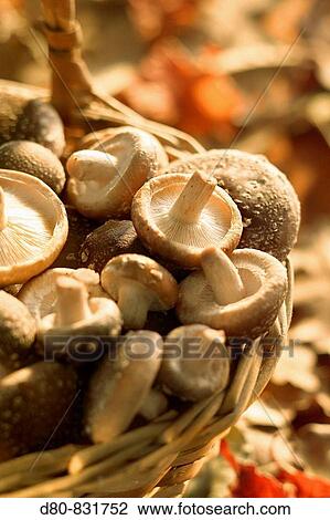 Shiitake View Large Photo Image Stock Image - Shiitake. Fotosearch