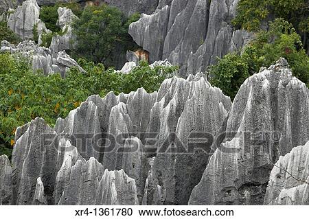 Shilin Stone Forest, Shilin, Yunnan, China View Large Photo Image Stock Image - Shilin Stone Forest, Shilin, Yunnan, China. Fotosearch