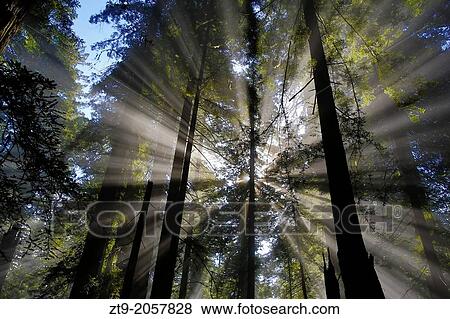 Shining All Over. View Large Photo Image Stock Photo - Shining All Over.. Fotosearch