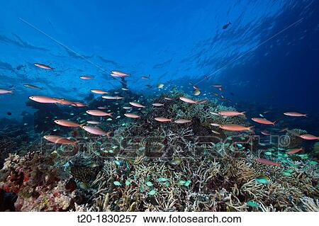 Shoal of Banana Fusiliers over Reef, Pterocaesio pisiang, Indian Ocean, Maldives View Large Photo Image Stock Photo - Shoal of Banana Fusiliers over Reef, Pterocaesio pisiang, Indian Ocean, Maldives. Fotosearch