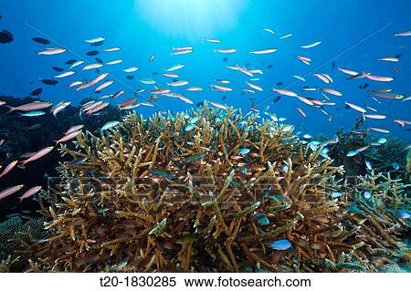 Shoal of Banana Fusiliers over Reef, Pterocaesio pisiang, Thaa Atoll, Maldives View Large Photo Image Stock Photography - Shoal of Banana Fusiliers over Reef, Pterocaesio pisiang, Thaa Atoll, Maldives. Fotosearch