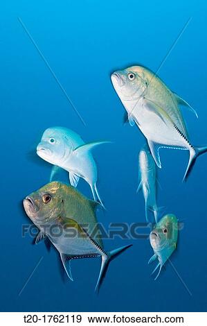 Shoal of Black Trevally, Caranx lugubris, North Male Atoll, Indian Ocean, Maldives View Large Photo Image Stock Photo - Shoal of Black Trevally, Caranx lugubris, North Male Atoll, Indian Ocean, Maldives. Fotosearch
