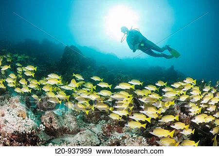 Shoal of Bluestripe Snapper and Diver, Lutjanus kasmira, Medhu Faru Reef, South Male Atoll, Maldives View Large Photo Image Stock Photo - Shoal of Bluestripe Snapper and Diver, Lutjanus kasmira, Medhu Faru Reef, South Male Atoll, Maldives. Fotosearch