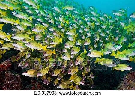Shoal of Bluestripe Snapper, Lutjanus kasmira, Ellaidhoo House Reef, North Ari Atoll, Maldives View Large Photo Image Stock Image - Shoal of Bluestripe Snapper, Lutjanus kasmira, Ellaidhoo House Reef, North Ari Atoll, Maldives. Fotosearch