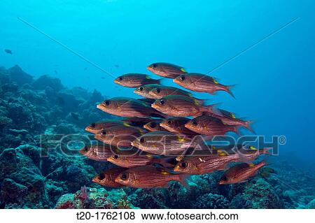 Stock Photo - Shoal of Glowspot Emperor, Gnathodentex aurolineatus, Baa Atoll, Indian Ocean, Maldives. Fotosearch