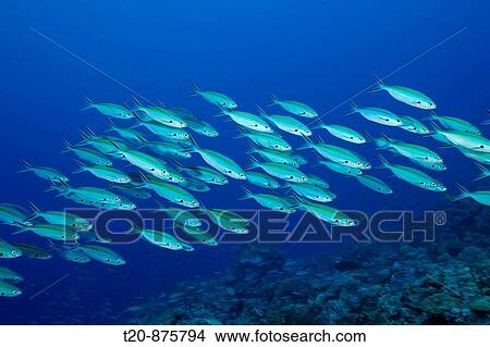 Shoal of Gold-banded Fusilier, Caesio caerulaurea, Ulong Channel, Micronesia, Palau View Large Photo Image Picture - Shoal of Gold-banded Fusilier, Caesio caerulaurea, Ulong Channel, Micronesia, Palau. Fotosearch