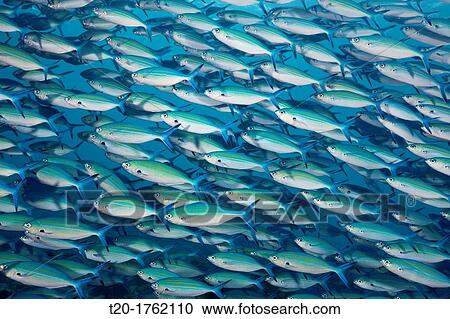 Stock Image - Shoal of Goldbanded Fusilier, Caesio caerulaurea, Baa Atoll, Indian Ocean, Maldives. Fotosearch