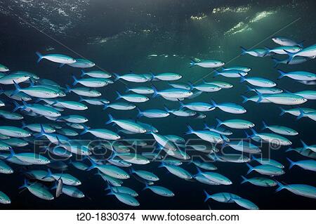 Picture - Shoal of Lunar Fusilier, Caesio lunaris, Felidhu Atoll, Maldives. Fotosearch
