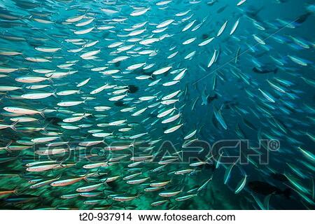 Picture - Shoal of Neon Fusilier, Pterocaesio tile, Himendhoo Thila, North Ari Atoll, Maldives. Fotosearch
