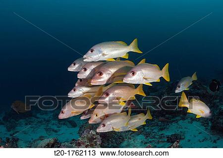 Stock Image - Shoal of One-spot Snapper, Lutjanus monostigma, Baa Atoll, Indian Ocean, Maldives. Fotosearch