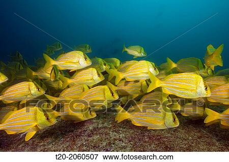Shoal of Panamic Porkfish, Anisotremus taeniatus, Cabo Pulmo Marine National Park, Baja California Sur, Mexico. View Large Photo Image Stock Photo - Shoal of Panamic Porkfish, Anisotremus taeniatus, Cabo Pulmo Marine National Park, Baja California Sur, Mexico.. Fotosearch