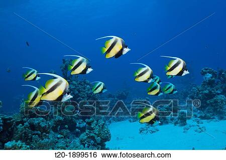 Shoal of Red Sea Bannerfish, Heniochus intermedius, Shaab Claudio, Red Sea, Egypt View Large Photo Image Stock Photograph - Shoal of Red Sea Bannerfish, Heniochus intermedius, Shaab Claudio, Red Sea, Egypt. Fotosearch
