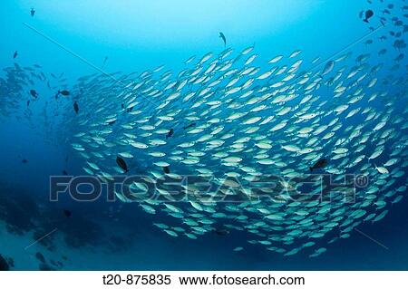 Stock Photography - Shoal of Robust Fusilier, Caesio cuning, German Channel, Micronesia, Palau. Fotosearch