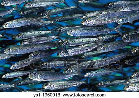 Shoal of Sardines, sardinops sagax, North America View Large Photo Image Stock Photo - Shoal of Sardines, sardinops sagax, North America. Fotosearch