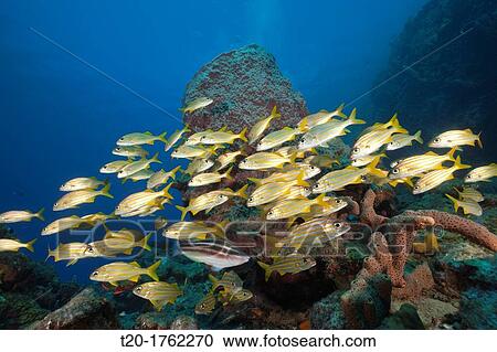 Shoal of Smallmouth Grunts, Haemulon chryargyreum, Caribbean Sea, Dominica View Large Photo Image Stock Image - Shoal of Smallmouth Grunts, Haemulon chryargyreum, Caribbean Sea, Dominica. Fotosearch