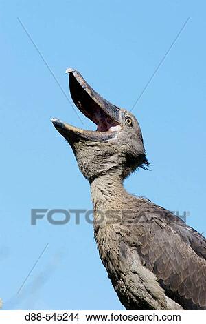 Picture - Shoebill Stork (Balaeniceps rex). Fotosearch