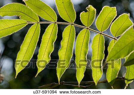 Shooting backlit hairy leaves at Semengoh Wildlife Centre, Kuching, Sarawak, Malaysia. View Large Photo Image Picture - Shooting backlit hairy leaves at Semengoh Wildlife Centre, Kuching, Sarawak, Malaysia.. Fotosearch