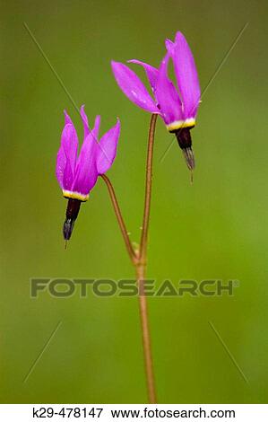 Shooting star (Dodecatheon meadia), Garry Oak forest floor flora. Sooke, BC, Canada View Large Photo Image Stock Photo - Shooting star (Dodecatheon meadia), Garry Oak forest floor flora. Sooke, BC, Canada. Fotosearch