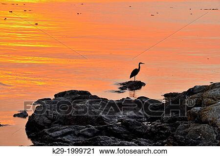 Shoreline rocks with Great Blue Heron (Ardea herodias), at sunrise, Clover Point, Victoria, British Columbia, Canada View Large Photo Image Stock Image - Shoreline rocks with Great Blue Heron (Ardea herodias), at sunrise, Clover Point, Victoria, British Columbia, Canada. Fotosearch