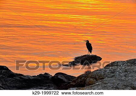 Shoreline rocks with Great Blue Heron (Ardea herodias), at sunrise, Clover Point, Victoria, British Columbia, Canada View Large Photo Image Stock Image - Shoreline rocks with Great Blue Heron (Ardea herodias), at sunrise, Clover Point, Victoria, British Columbia, Canada. Fotosearch