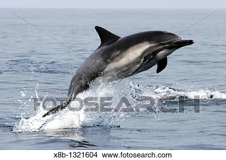 Short-beaked Common Dolphin Delphinus delphis leaping offshore in Santa Monica Bay, Southern California, USA Pacific Ocean View Large Photo Image Picture - Short-beaked Common Dolphin Delphinus delphis leaping offshore in Santa Monica Bay, Southern California, USA Pacific Ocean. Fotosearch