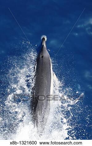 Short-beaked common dolphin Delphinus delphis bow-riding in the calm waters surrounding the Canary Islands off the coast of Africa North Atlantic Ocean View Large Photo Image Stock Image - Short-beaked common dolphin Delphinus delphis bow-riding in the calm waters surrounding the Canary Islands off the coast of Africa North Atlantic Ocean. Fotosearch