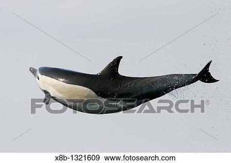 Short-beaked common dolphin Delphinus delphis leaping totally airborn! off the north shore of Catalina Island, Southern California, USA Pacific Ocean View Large Photo Image Stock Photo - Short-beaked common dolphin Delphinus delphis leaping totally airborn! off the north shore of Catalina Island, Southern California, USA Pacific Ocean. Fotosearch