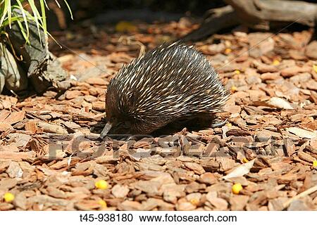 Short-beaked Echidna (Tachyglossus aculeatus), Queensland, Australia View Large Photo Image Stock Image - Short-beaked Echidna (Tachyglossus aculeatus), Queensland, Australia. Fotosearch