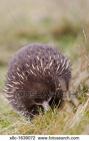 Short-beaked Echidna Tachyglossus aculeatus, an oviparous mammal of Australia Short-beaked Echidnas feed on Ants and termites, the spiky coat, which can differ in color and density in Australia, is protecting the Echidna from predators Australia, Tasmania View Large Photo Image Stock Image - Short-beaked Echidna Tachyglossus aculeatus, an oviparous mammal of Australia Short-beaked Echidnas feed on Ants and termites, the spiky coat, which can differ in color and density in Australia, is protecting the Echidna from predators Australia, Tasmania. Fotosearch
