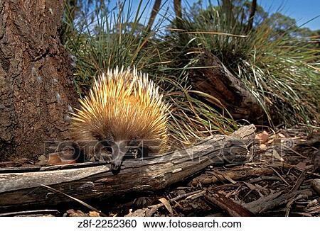 SHORT BEAKED ECHIDNA tachyglossus aculeatus, ADULT, AUSTRALIA. View Large Photo Image Stock Image - SHORT BEAKED ECHIDNA tachyglossus aculeatus, ADULT, AUSTRALIA.. Fotosearch