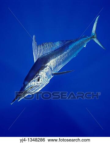 Stock Photograph - short-billed spearfish, Tetrapterus angustirostris, Kona Coast, Big Island, Hawaii, USA, Pacific Ocean. Fotosearch