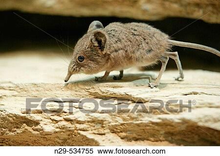Short-eared Elephant Shrew, Macroscelides proboscideus, on a rock View Large Photo Image Stock Photography - Short-eared Elephant Shrew, Macroscelides proboscideus, on a rock. Fotosearch